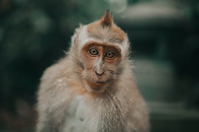 1992年出生31岁的属猴人2022年适合结婚吗？