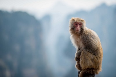 2022生肖虎年农历六月属猴的人运势好吗？