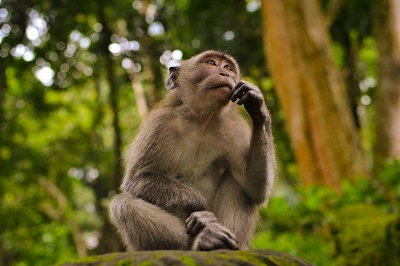 2022壬寅年农历八月生肖猴开张开业黄道吉日一览！
