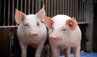 2022年农历三月生肖猪人的运势及运程，属猪农历几日出生富贵命