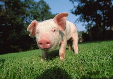 2022虎年农历六月属猪人运势怎么样，农历几月的猪有福？