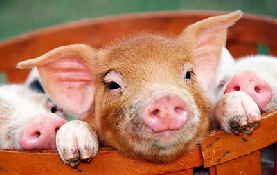2022年生肖猪农历八月运势及运程分析，属猪人