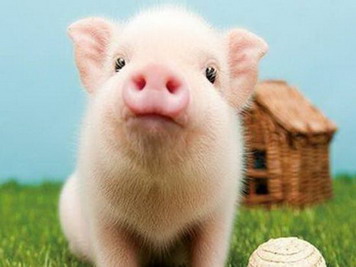 2022年农历十一月份属猪的人运势运程如何？属