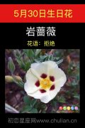 5月30日生日花：岩蔷薇