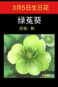 3月5日生日花：绿菟葵