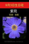 9月3日生日花：紫苑