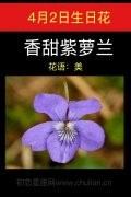 4月2日生日花：香甜紫萝兰
