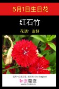 5月1日生日花：红石竹