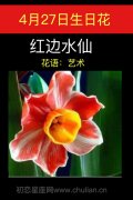 4月27日生日花：红边水仙