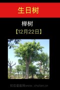 12月22日(榉树)