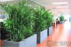 这三类大型室内植物放在办公室可以旺人气