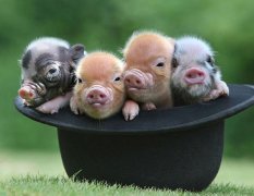 属猪出生在什么时辰的命运是最好的？