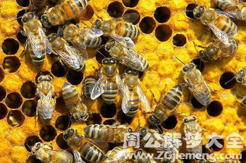 被蜜蜂包围