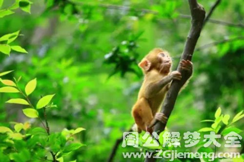 梦见白猴子爬树
