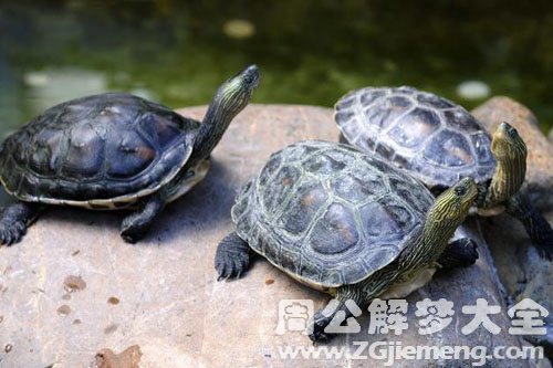 三只乌龟