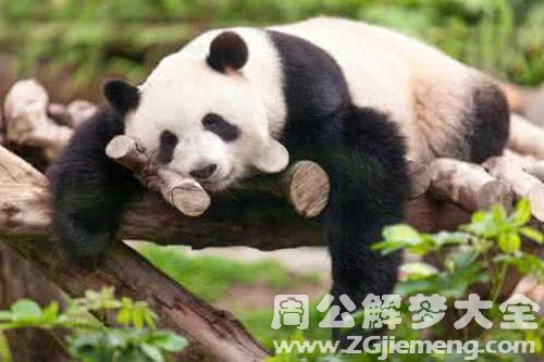 和熊猫睡觉