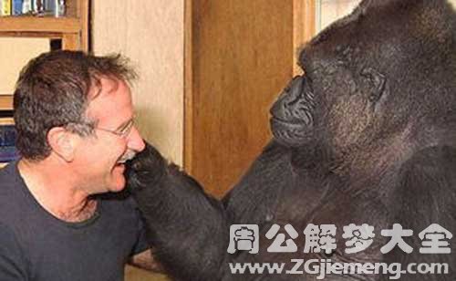 猩猩喜欢人类