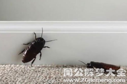 蟑螂从身体爬出来
