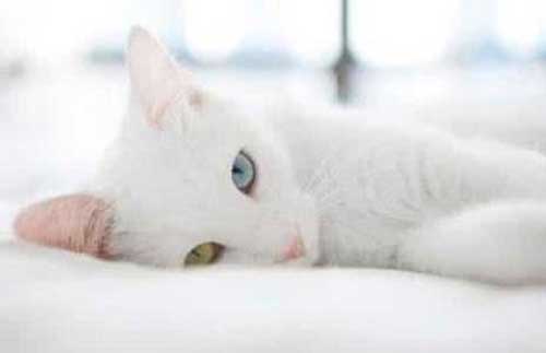 梦见被白猫追