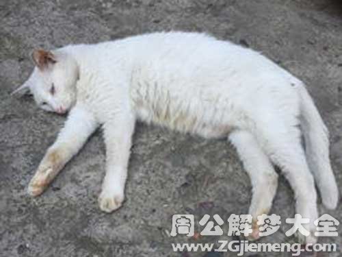 白猫被车压死