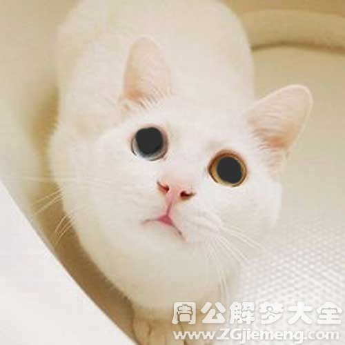 梦见白猫眼睛是黑的