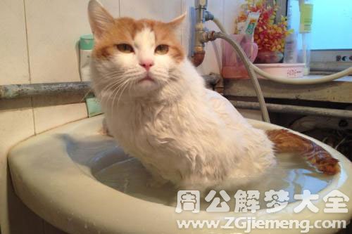 小猫洗澡