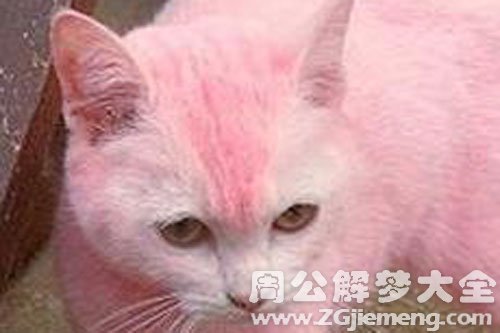 梦见粉红色的猫