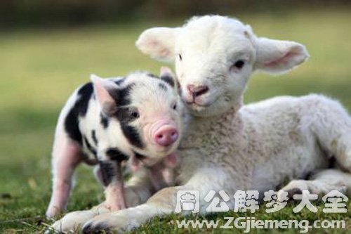 梦见小乳猪和小羊