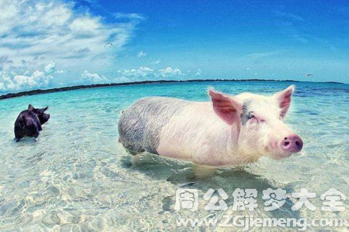 梦见小乳猪在水里玩