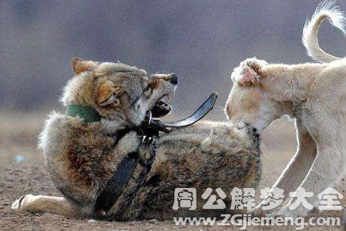 狗和狼打架