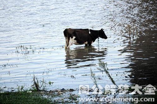 牛在水中