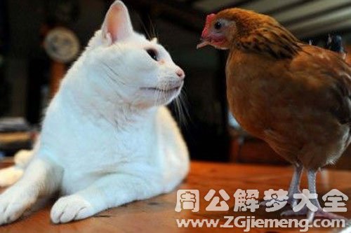 鸡和猫