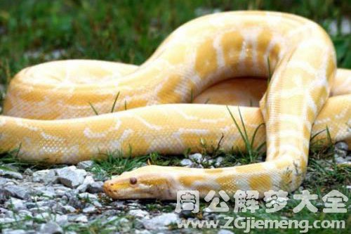 金黄色的大蟒蛇