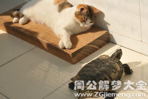 乌龟和猫