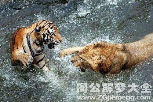 梦见老虎狮子打架