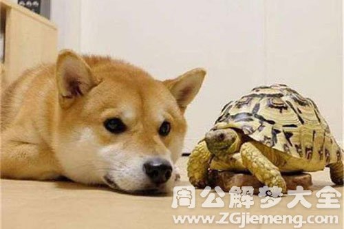 乌龟和狗