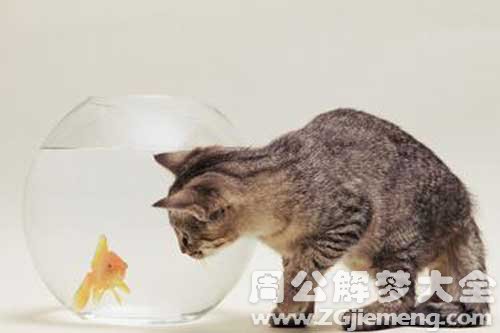 梦见鱼和猫