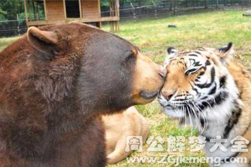 梦见熊和老虎