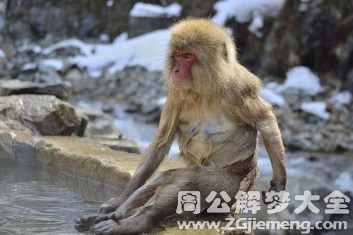 猴子洗澡