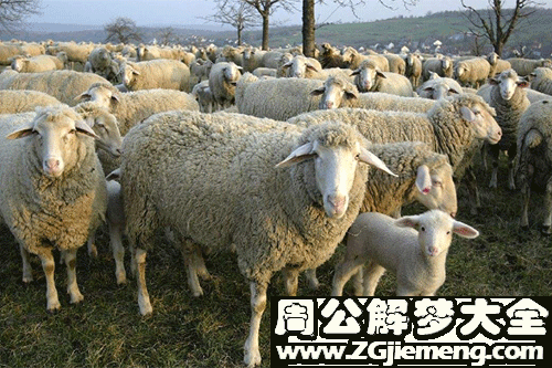 梦见羊是什么