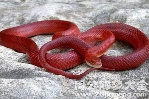 很多红色的蛇