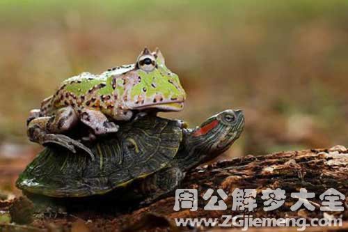 梦见青蛙和乌龟