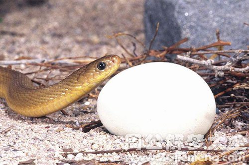 蛇吃蛋
