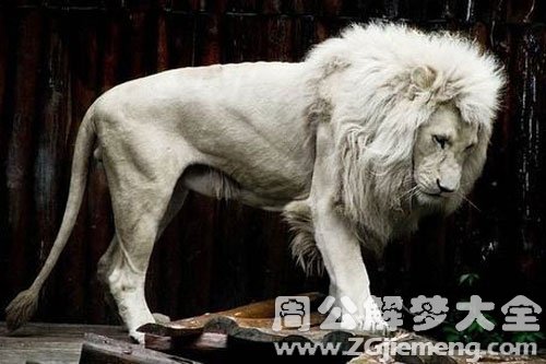 白色的狮子