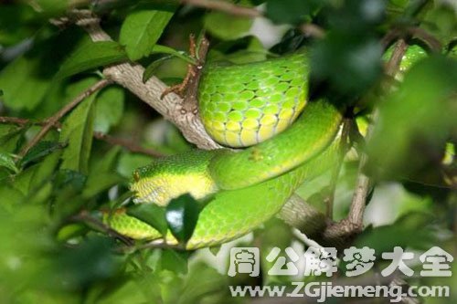绿色的大蛇