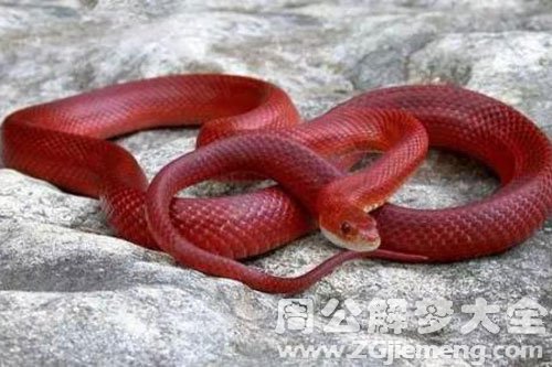 一条小红蛇