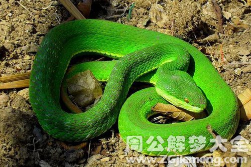 一条绿蛇