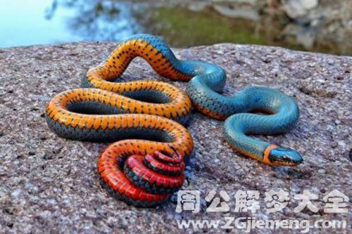 五彩蛇