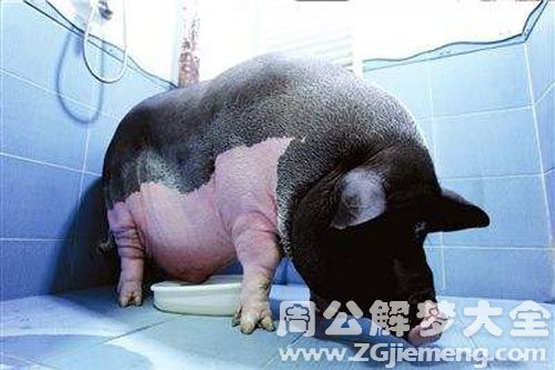 给猪洗澡