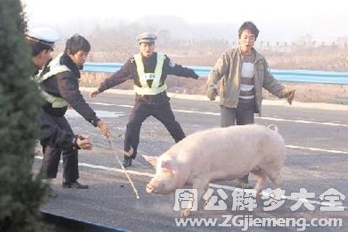 一群猪在跑